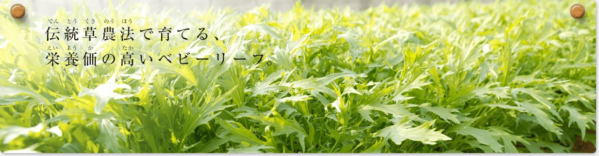 伝統草農法で育てる、栄養価の高いベビーリーフ